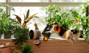 Plants and cat